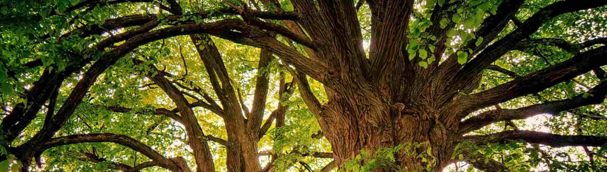 Trees